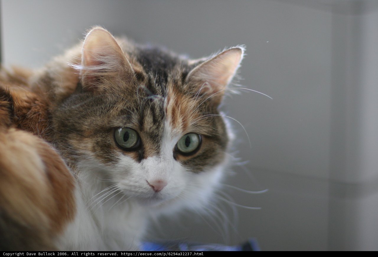 Green-Eyed Feline Gazing from Window Sill