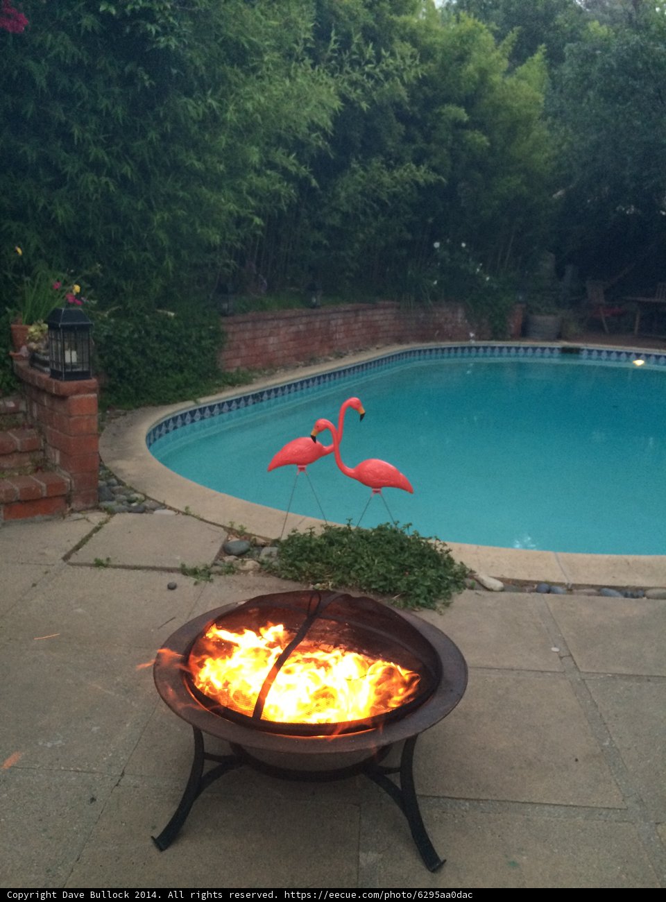 Flamingo Soars Over Backyard Fire Pit