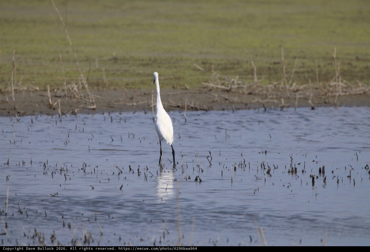 Great Egret Wading in Flooded Agricultural Field