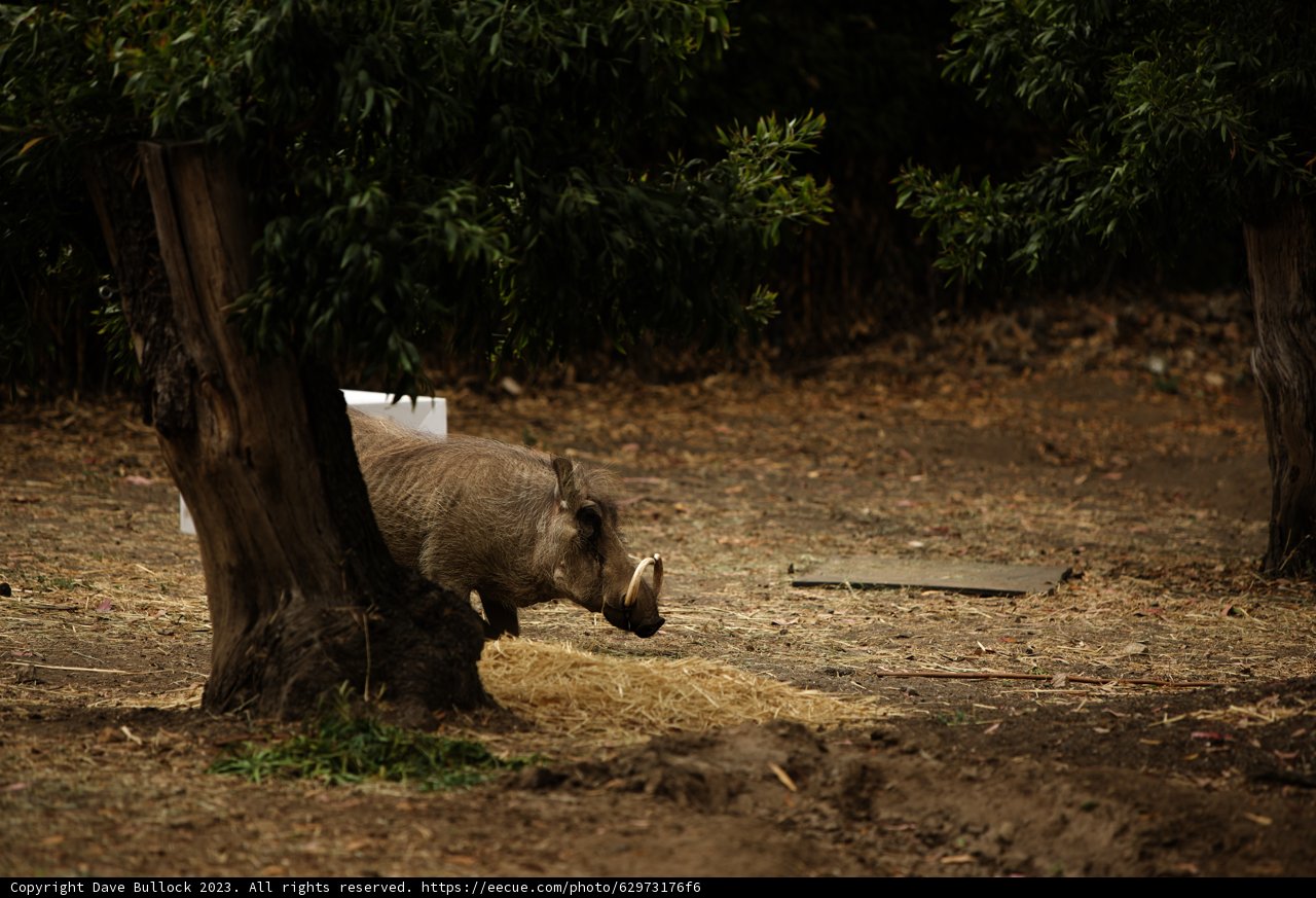 An Afternoon at Oakland Zoo: Majestic Rhinoceros in its Habitat