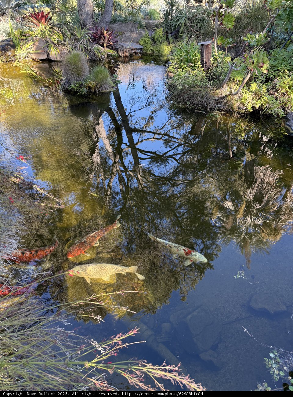 Serenity in Reflection
