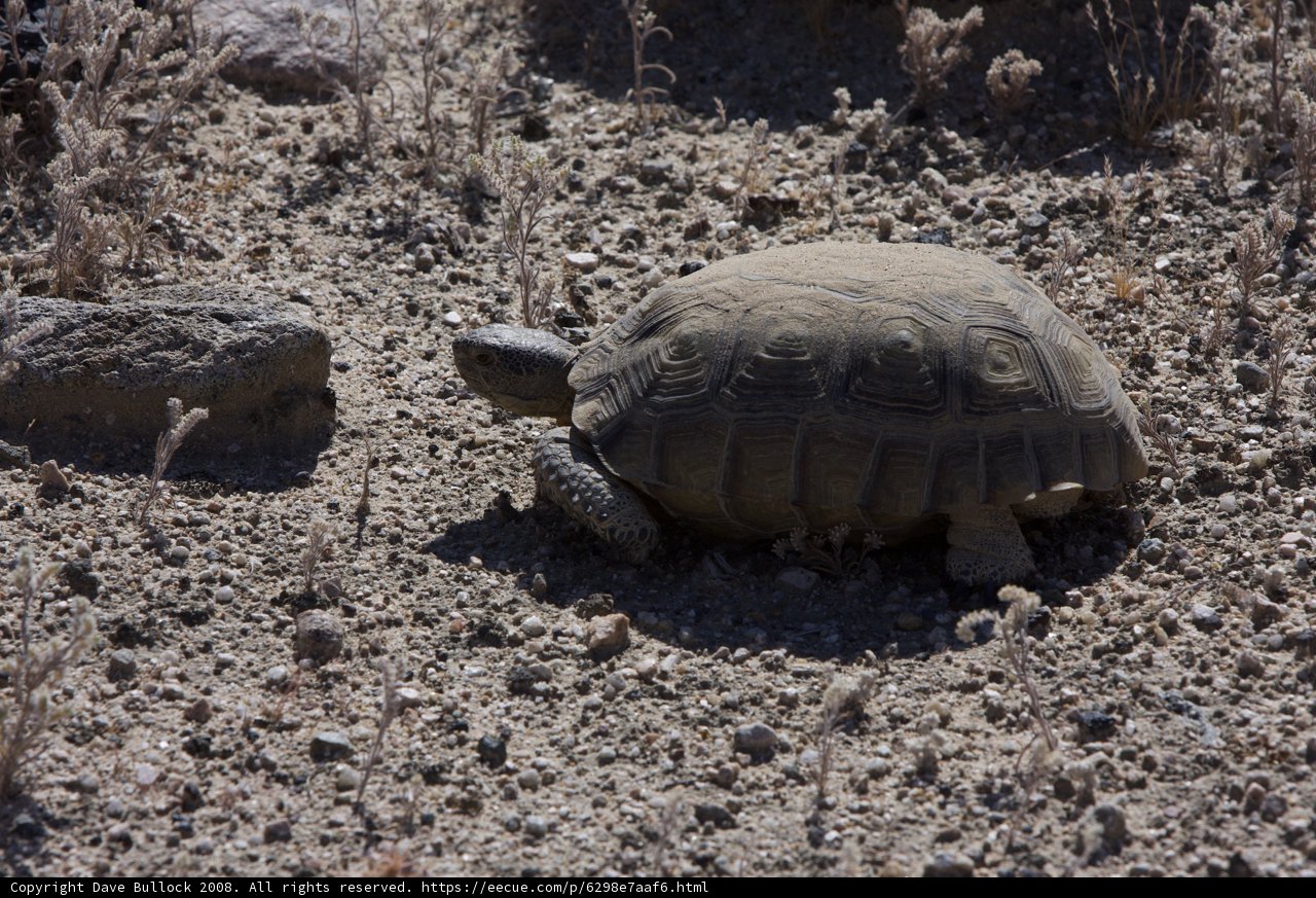 Slow and Steady in the Desert