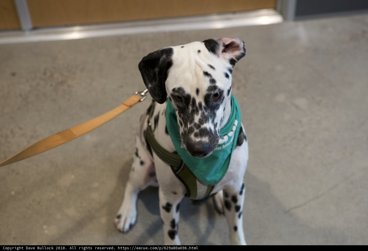 Dalmatian Dog with a Splash of Green
