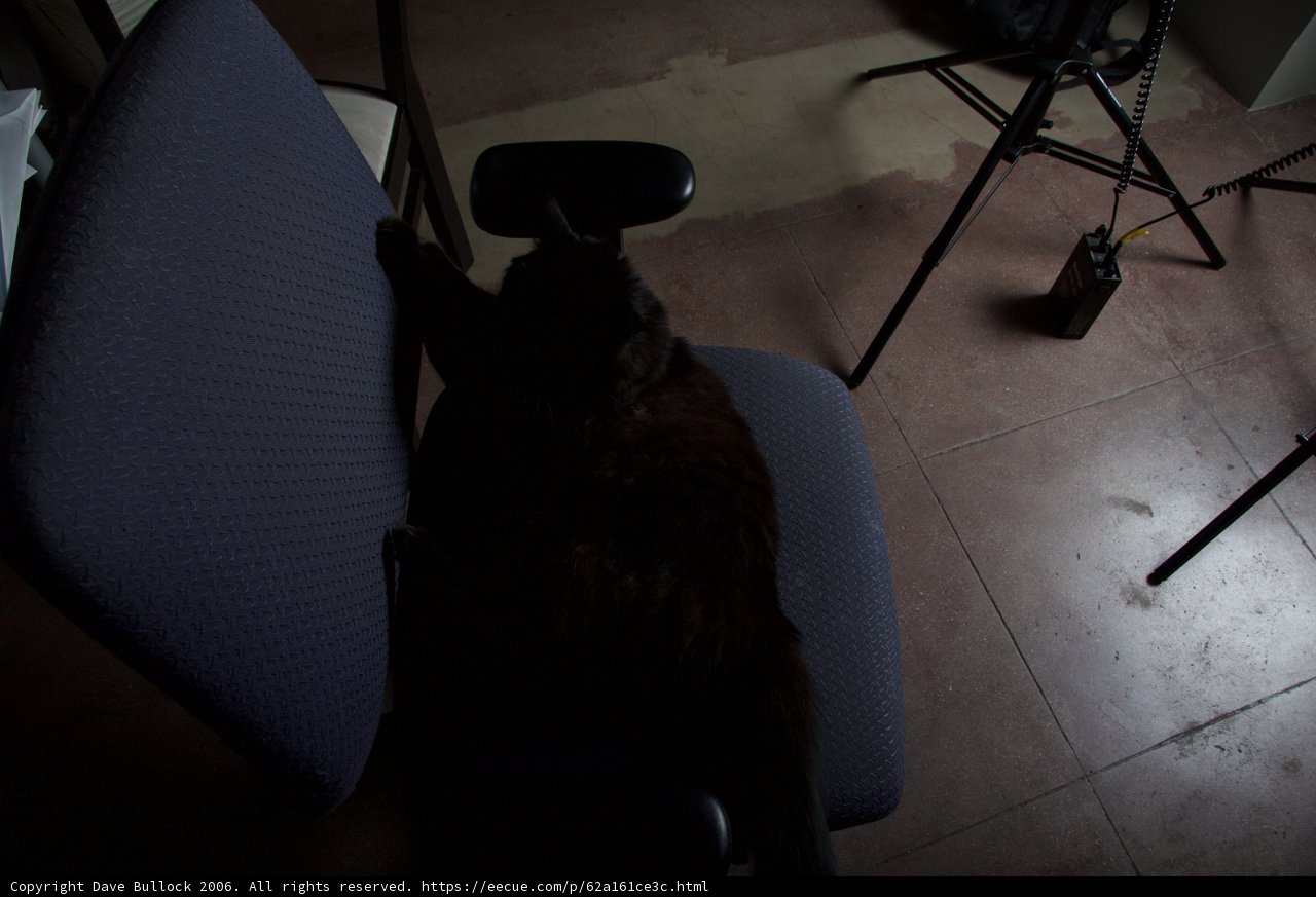 Moody Feline on a Chair