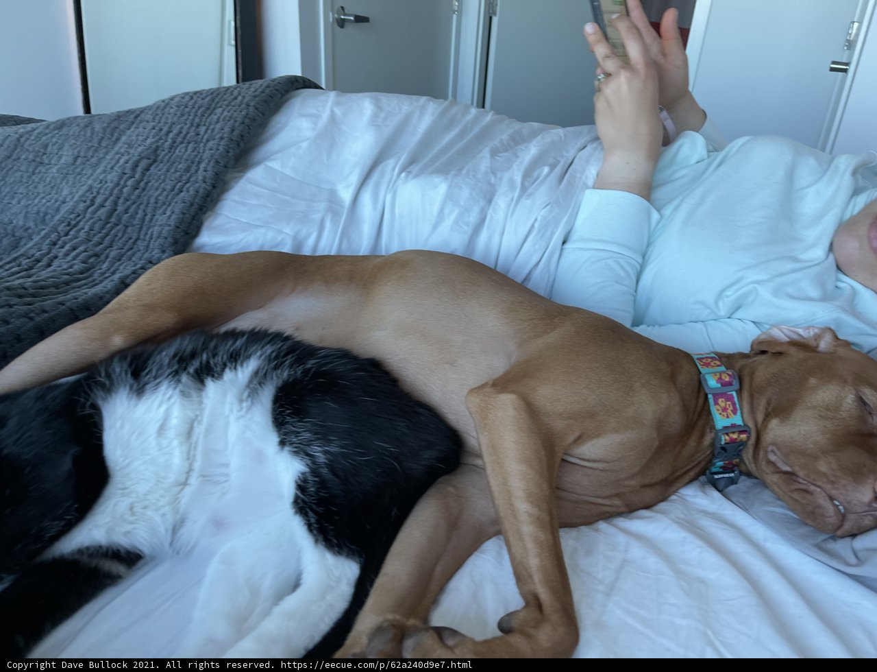 Cozy Morning with Furry Friends
