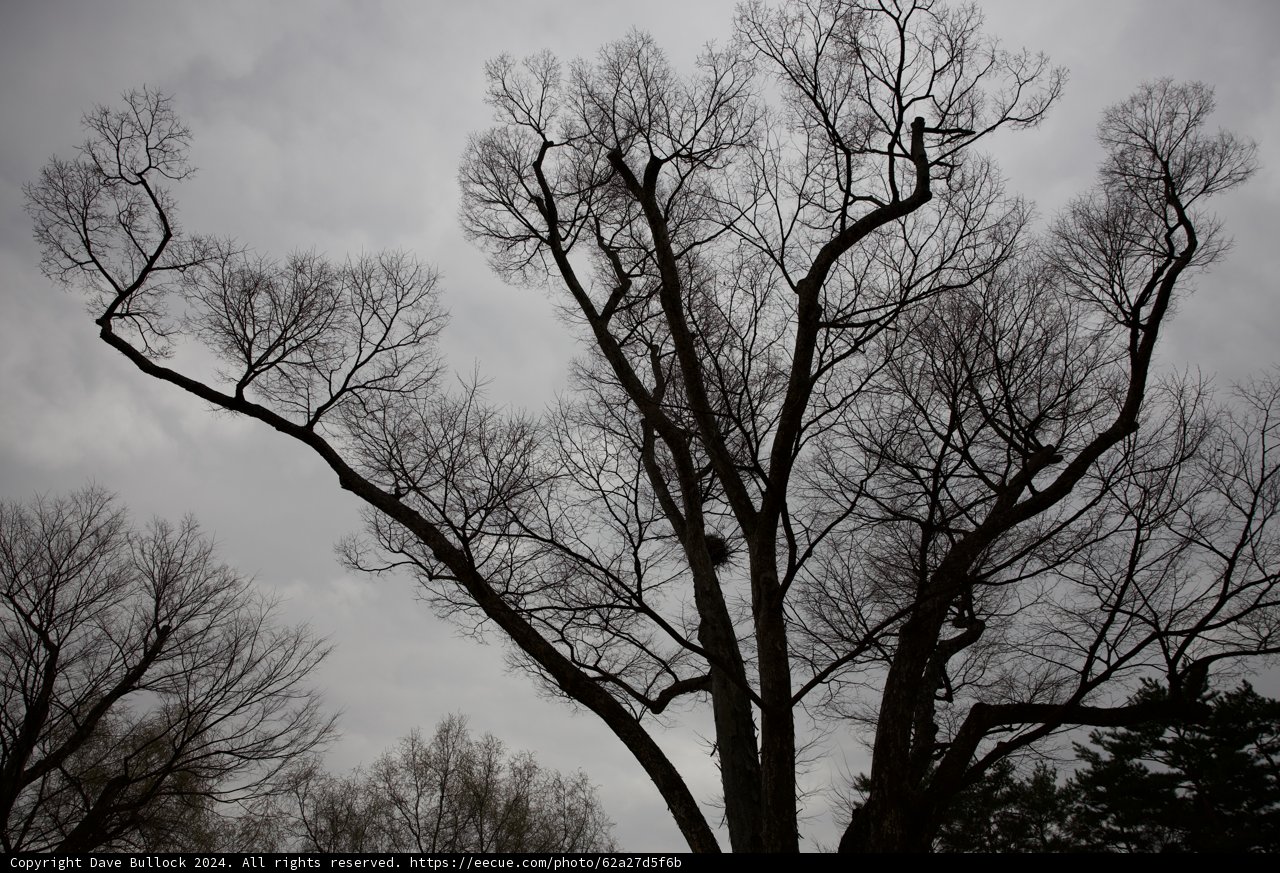 Solitude in Monochrome: The Leafless Spectacle