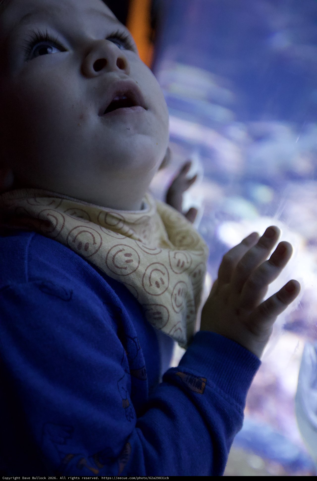 Child's Wonder Gazing at Blue Jellyfish Display