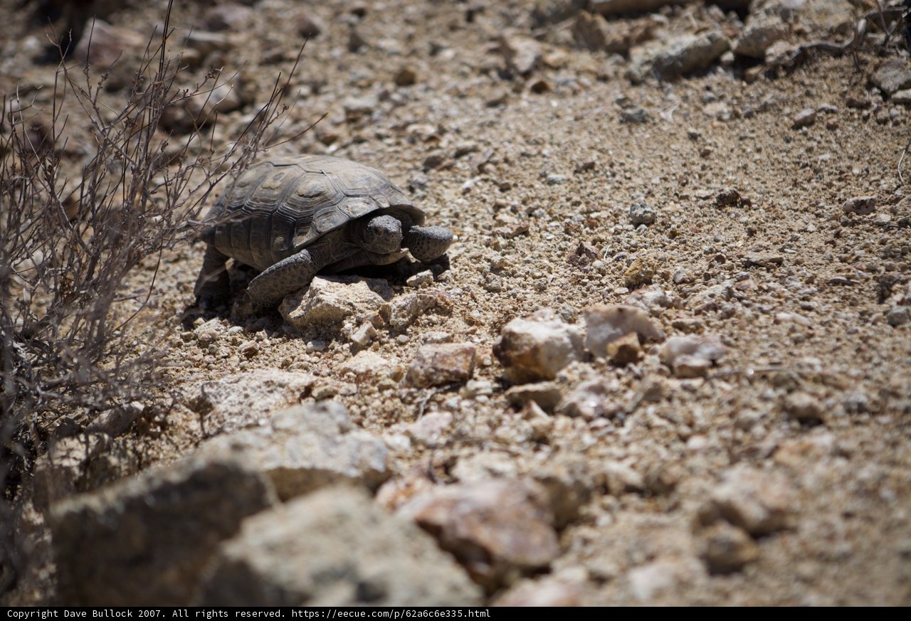 A Slow Journey Across the Rubble