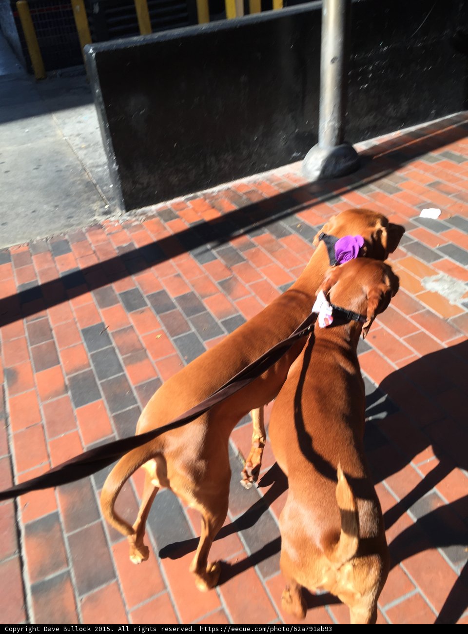 Canine Walkway Adventure