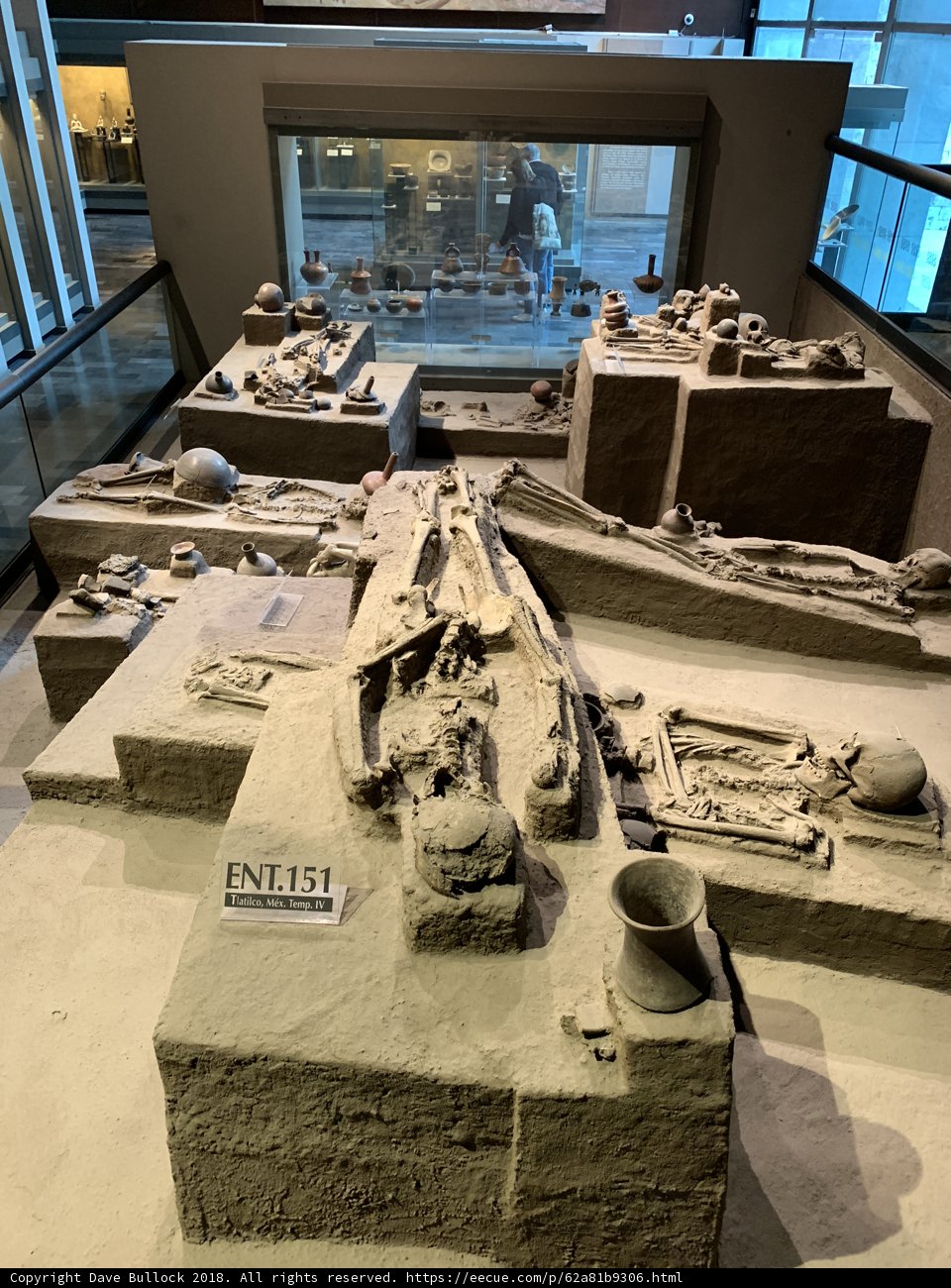 Unearthing the Past: A Display of Skeletons in a Museum