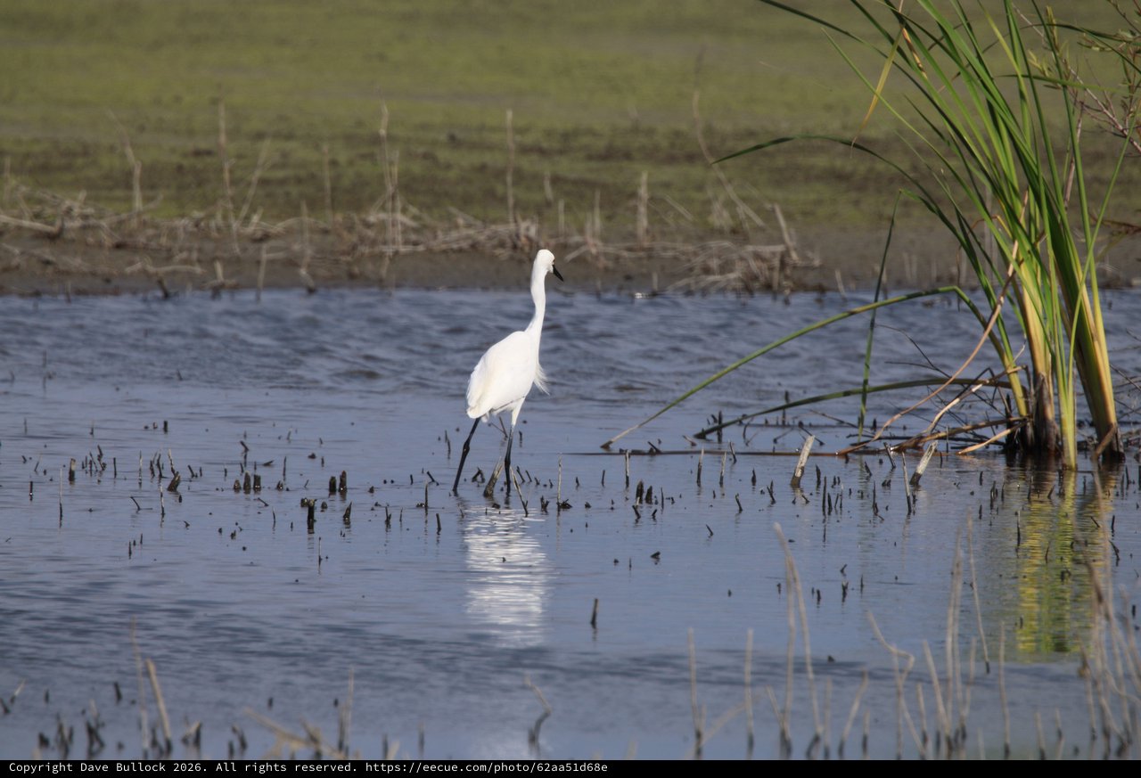 Great Egret Wading in Flooded Marshland at Golden Hour
