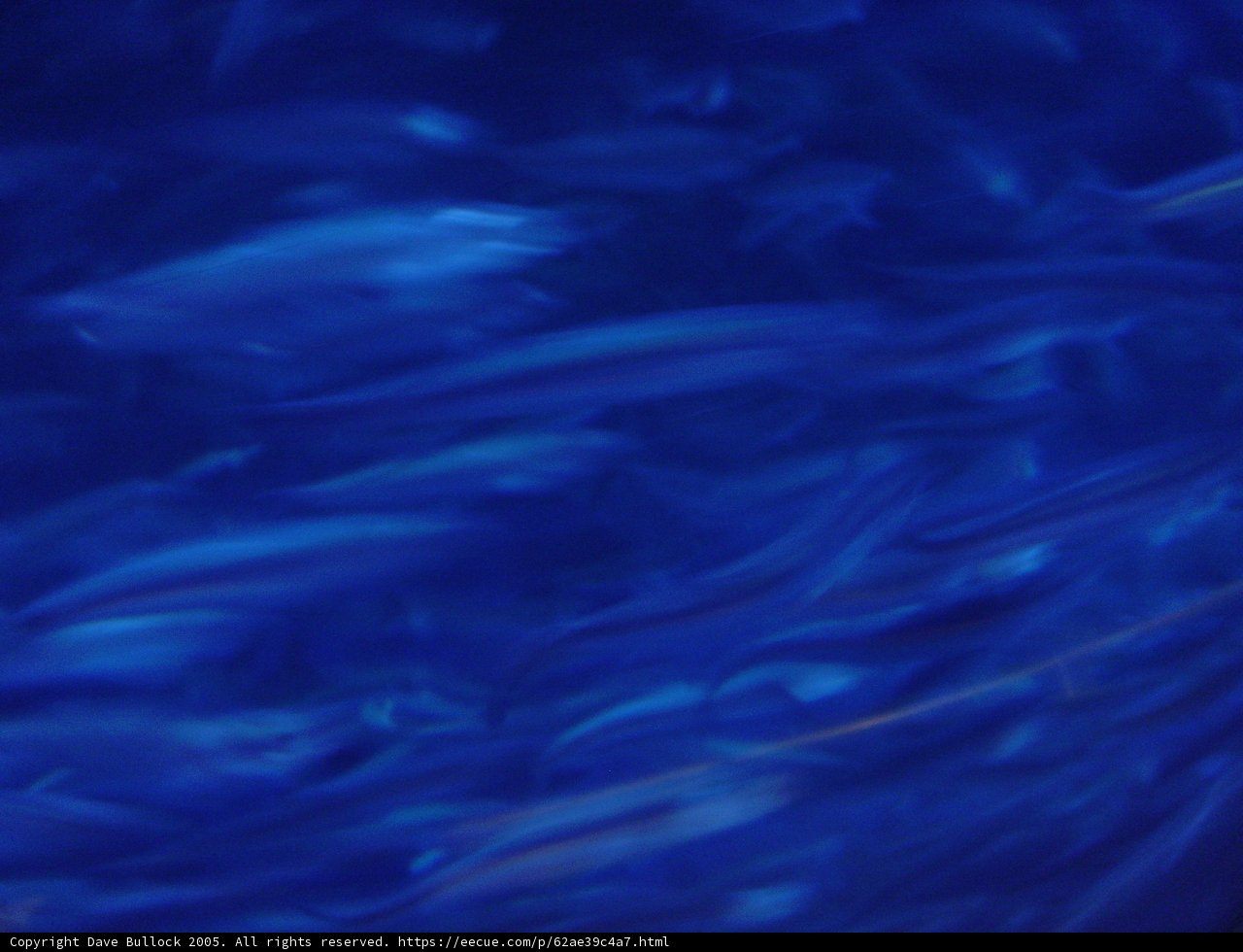 Schooling Barracuda in a Blue Oasis