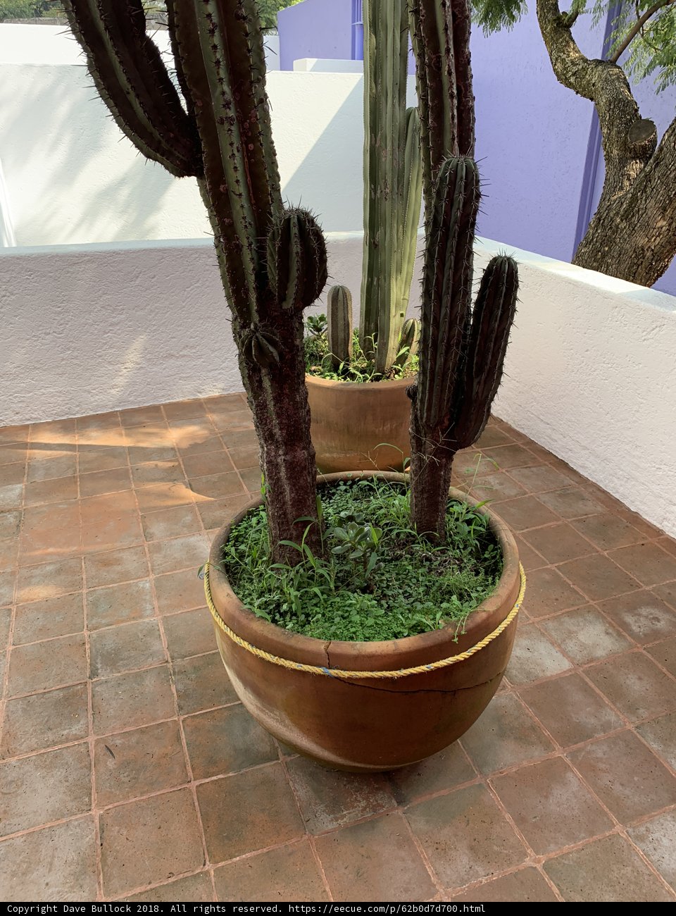 Potted Cactus on a Mexican Patio