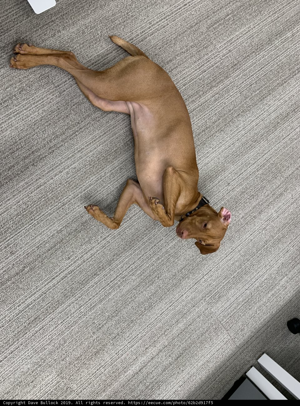 Relaxing on the Hardwood