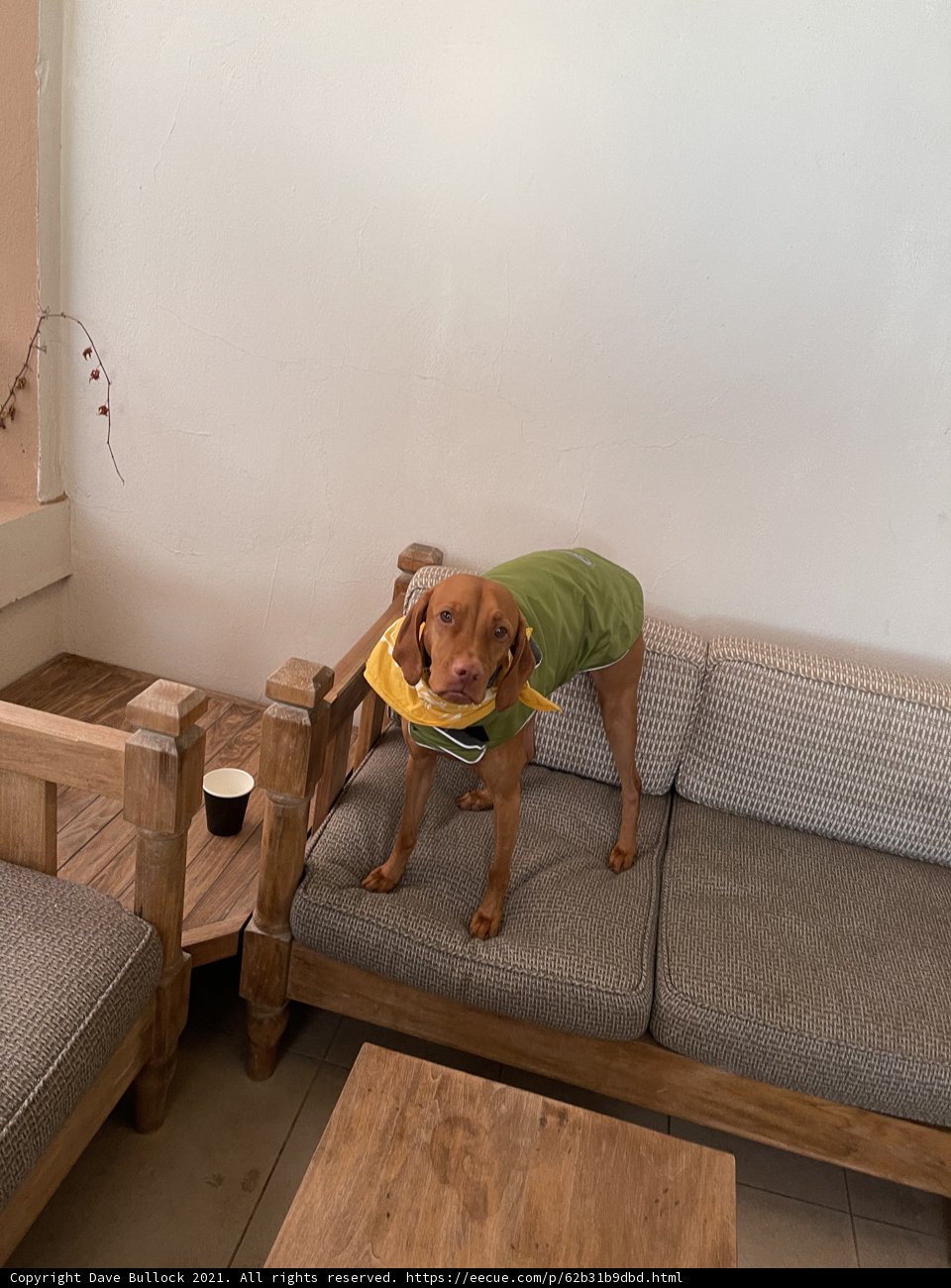 Stylish Pooch on the Couch