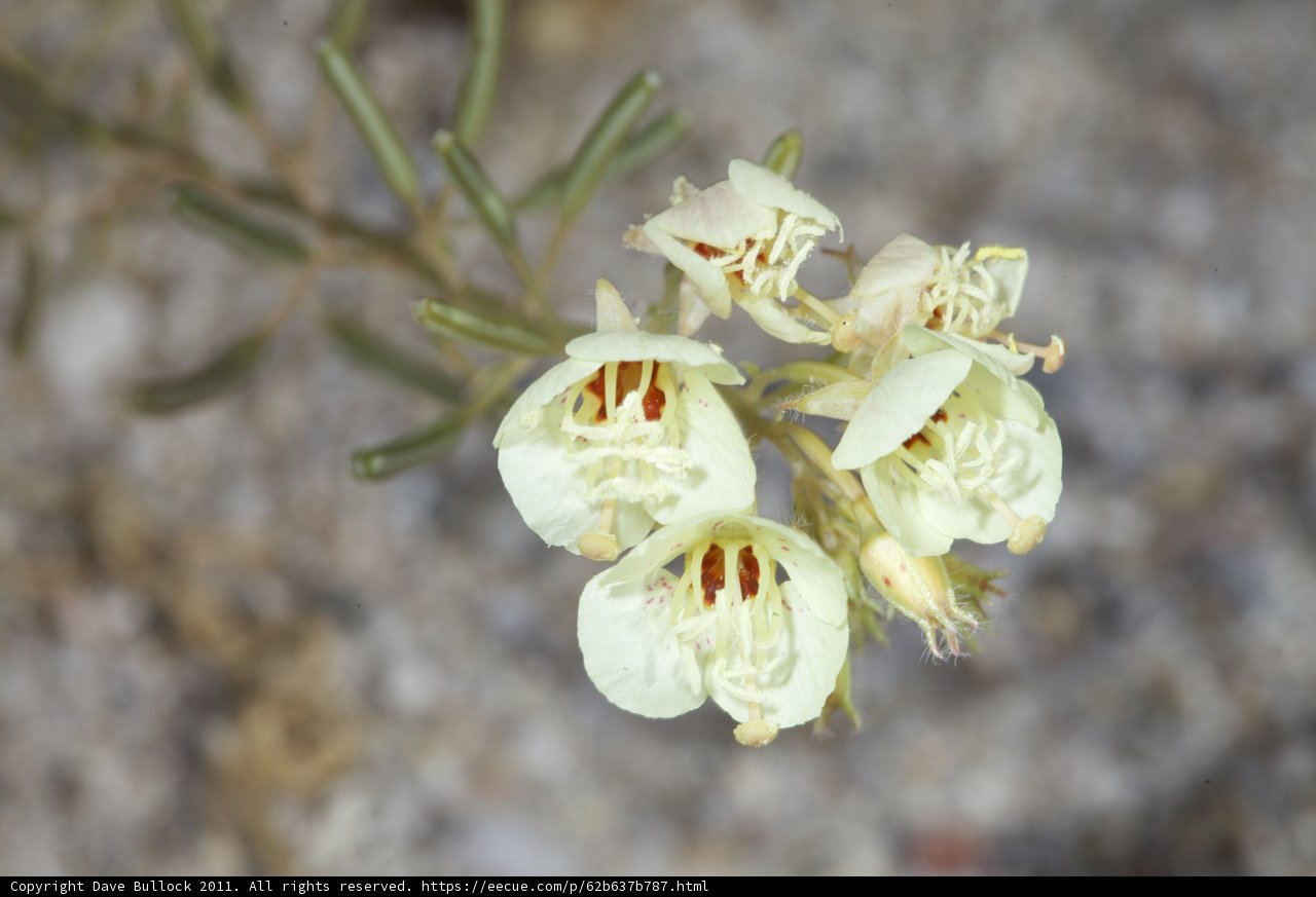 White Flower with Yellow Centers