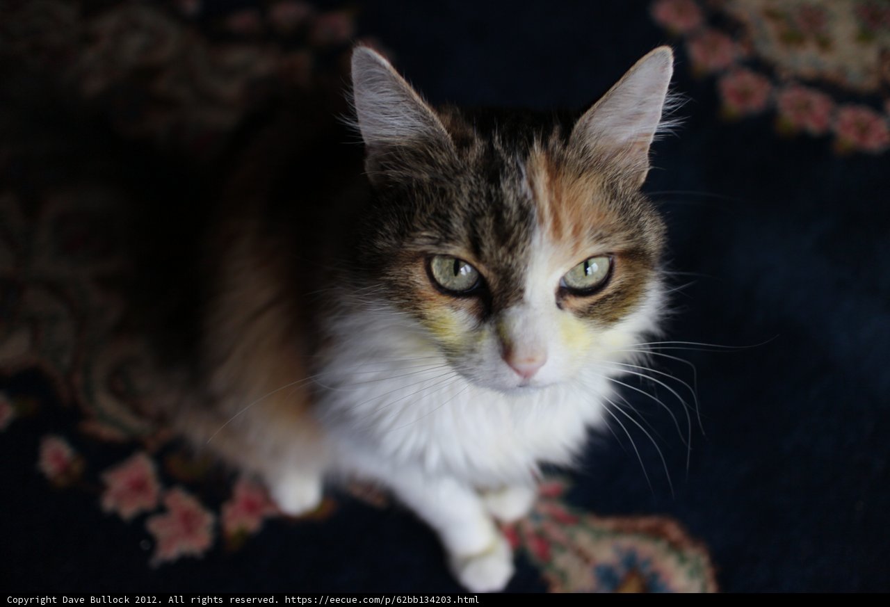 Intense Gaze