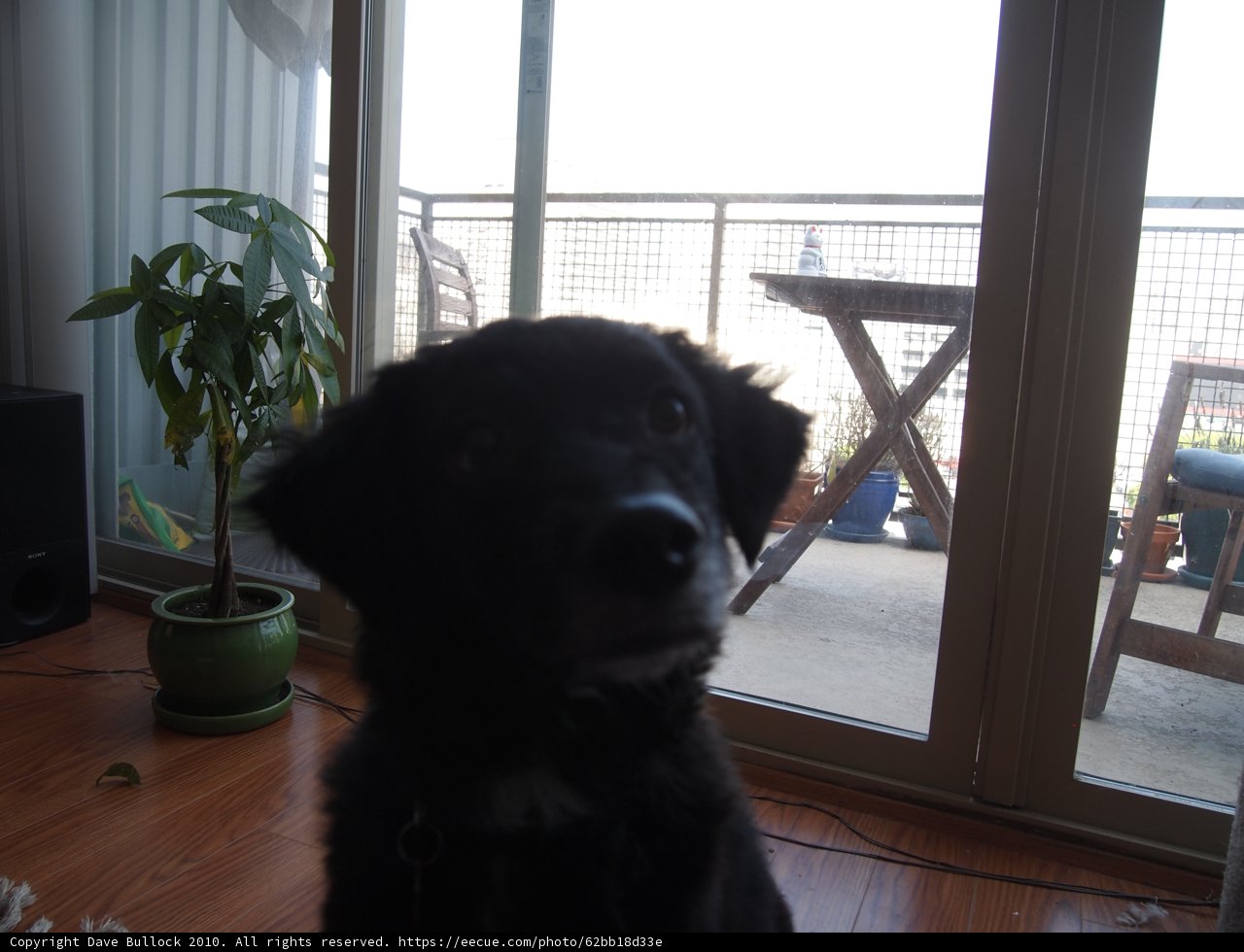 Puppy's View