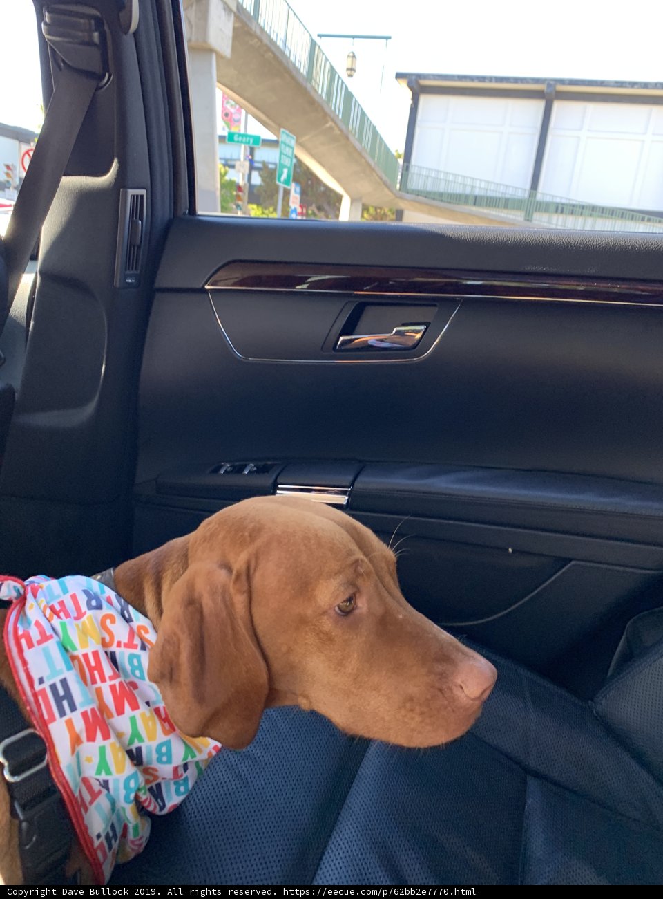 Canine Fashionista