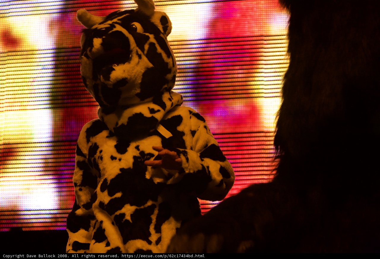 Cow at Coachella