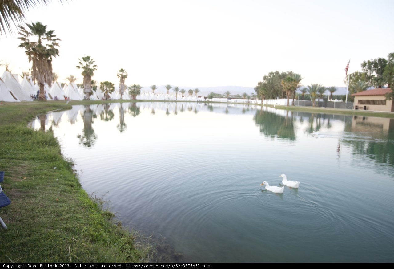 Ducks in the Pond