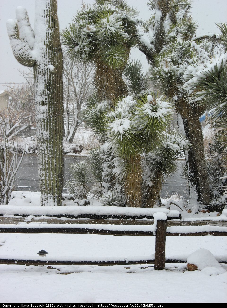 A Frozen Bench by the Fir