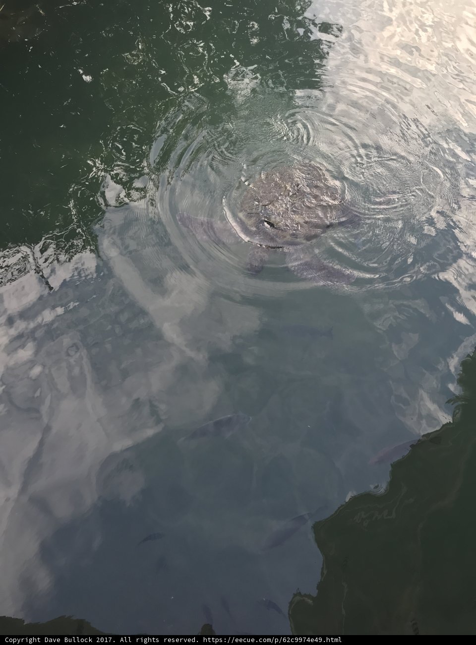A Turtle's Serene Swim
