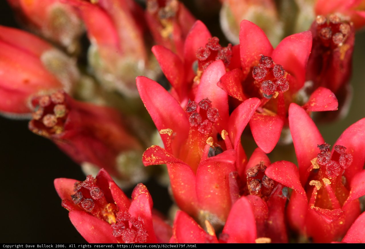 Vibrant Red Flowers with Green Leaves