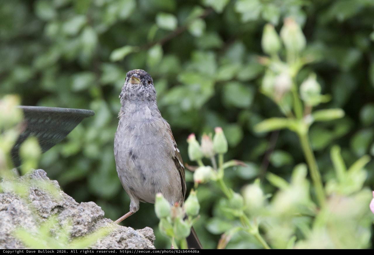 Young Sparrow Perched on Weathered Garden Fountain
