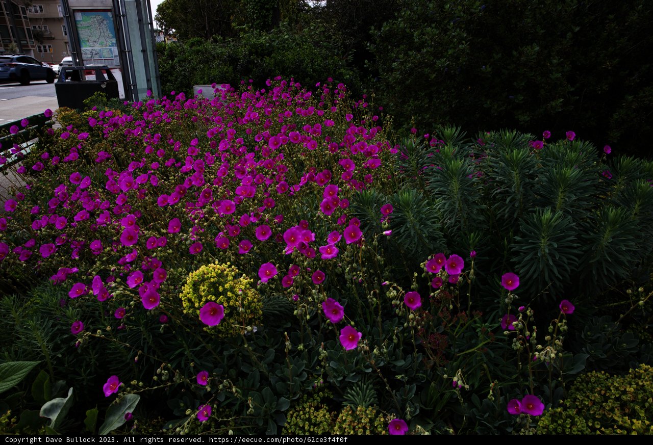 Enchanting Purple Blossoms in San Francisco Botanical Garden