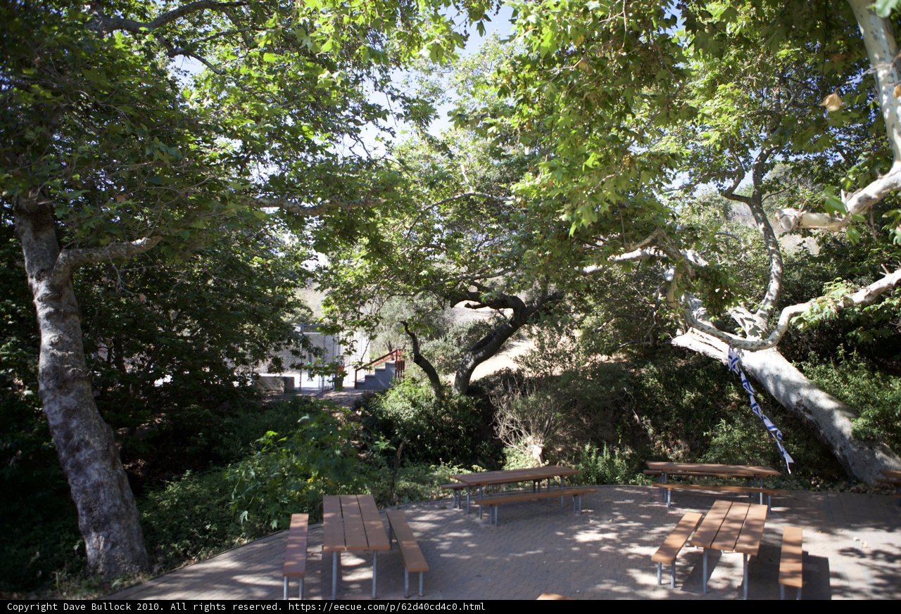 Picnicking Under the Trees
