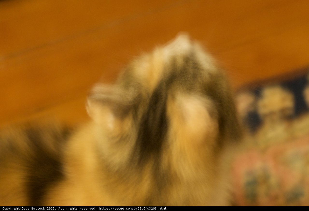 Feline Curiosity