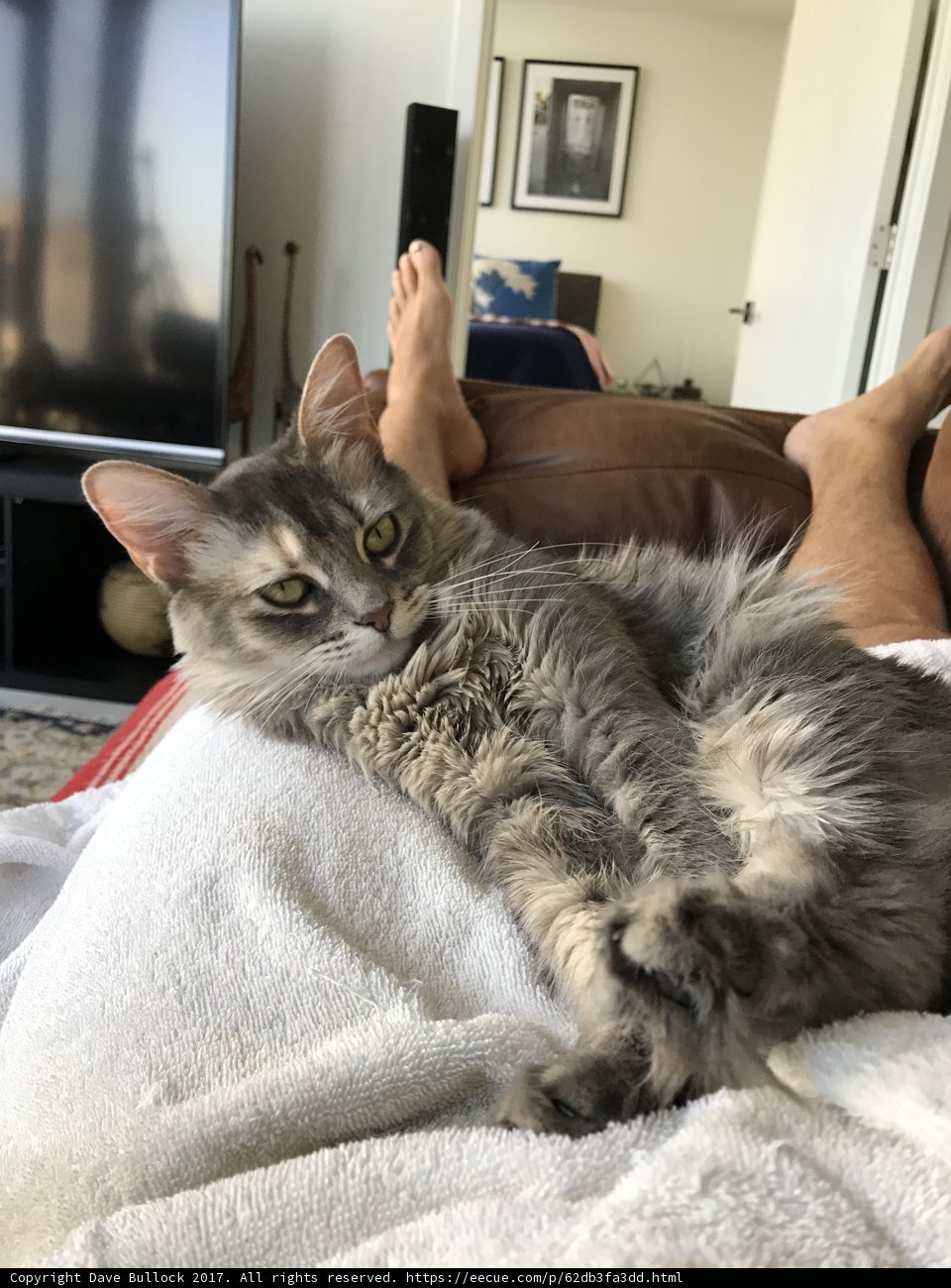 Cozy Cat Nap