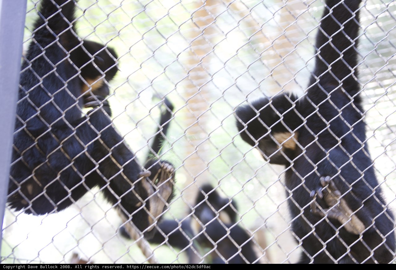 Two Black Monkeys in a Zoo Cage