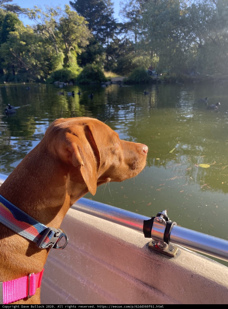 Lakeside Pondering