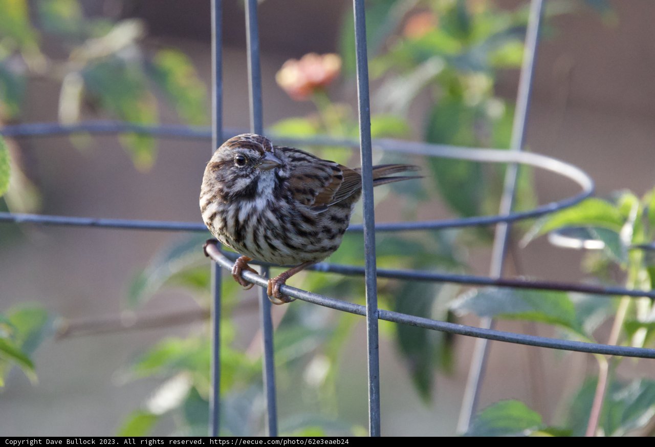 A Feathered Visitor at Fort Mason