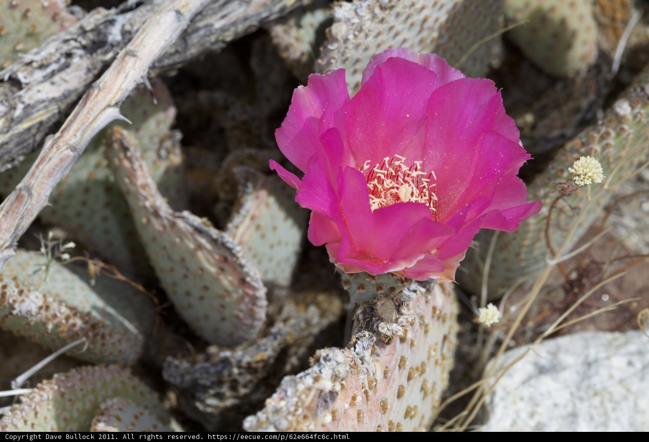 Pink Cactus Flower