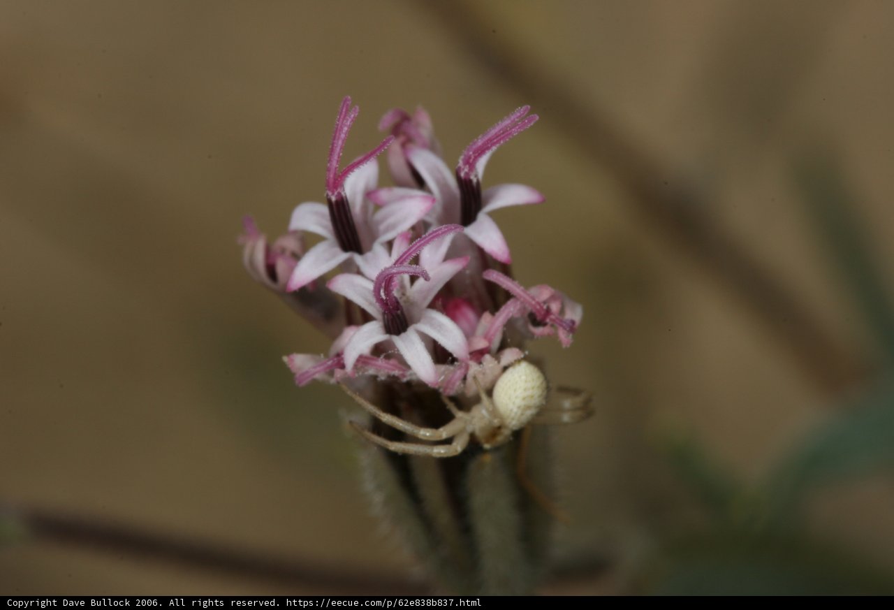 Arachnid Perched on a Blossom