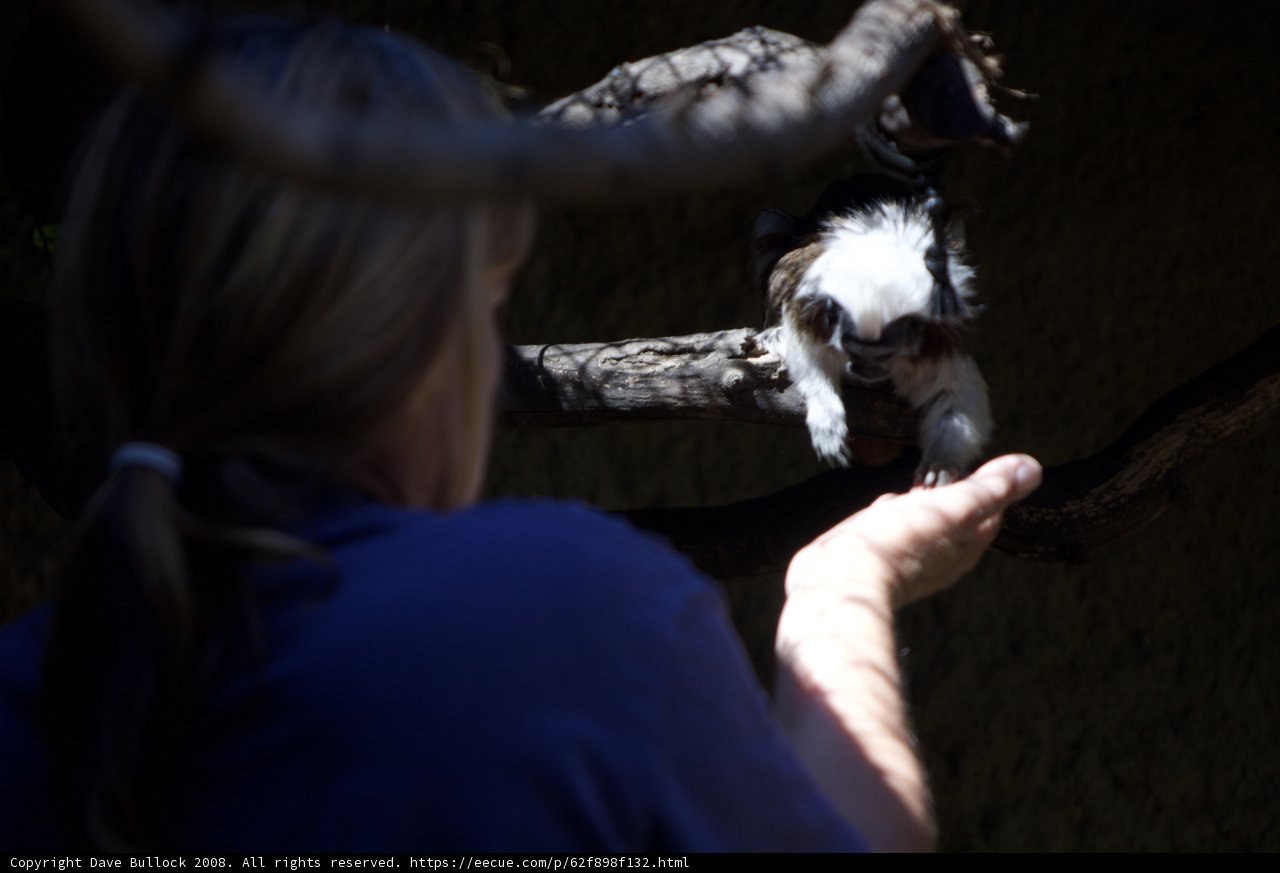A Woman Shares Her Lunch with a Monkey