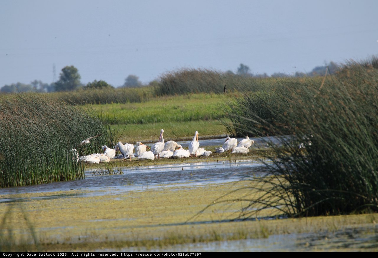White Pelicans Resting in Wetland Marsh