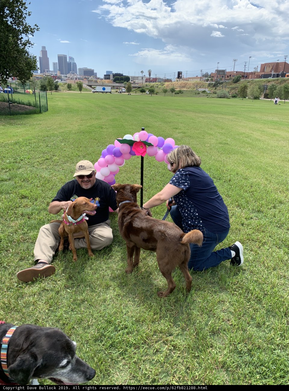 Park Playtime with Pups