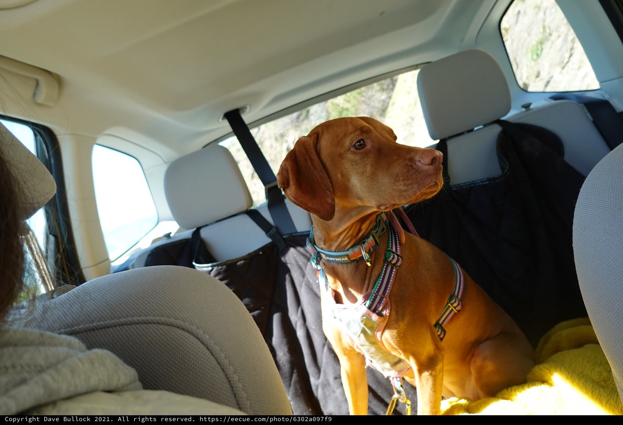 Dog Enjoying a Car Ride Adventure