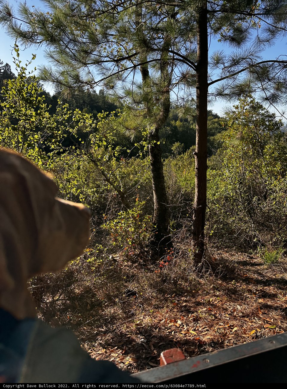 Canine Adventure in Tilden Regional Park