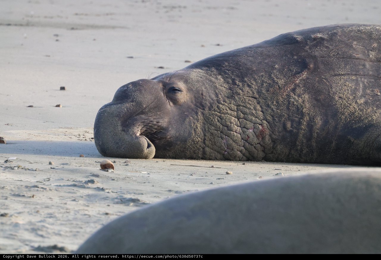 Elephant Seal Resting on Sandy Beach at Dusk
