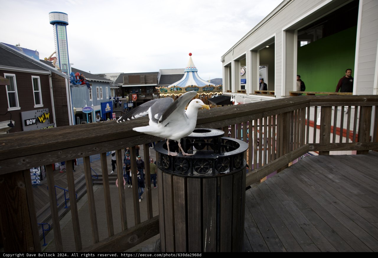 Serene Seagull at Coastal Cityscape