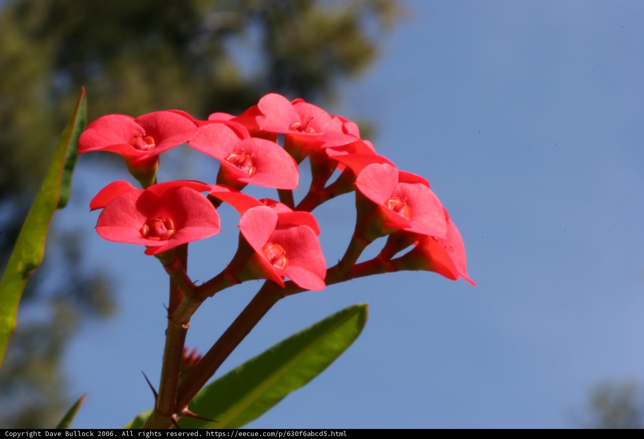 Vibrant Red Geranium Blossom against Blue Sky