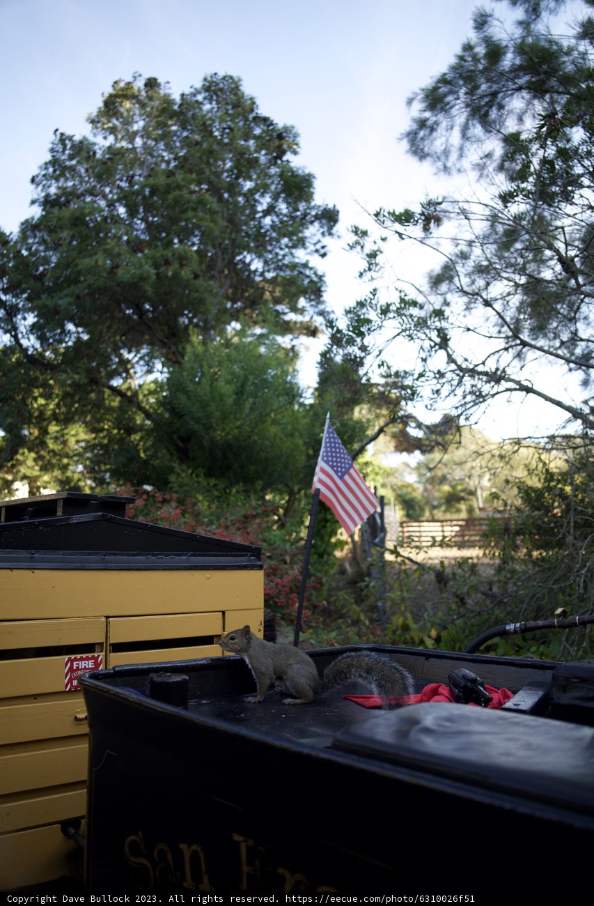 The Patriots' Tree: A Captivating Fusion Of Nature And National Pride