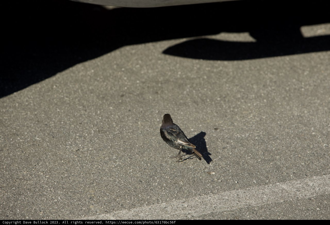Feathered Visitor at San Francisco Zoo