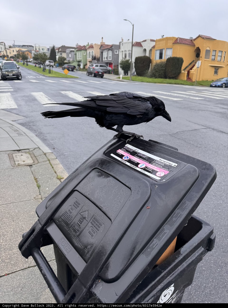 Urban Observer: A Crow's Tale