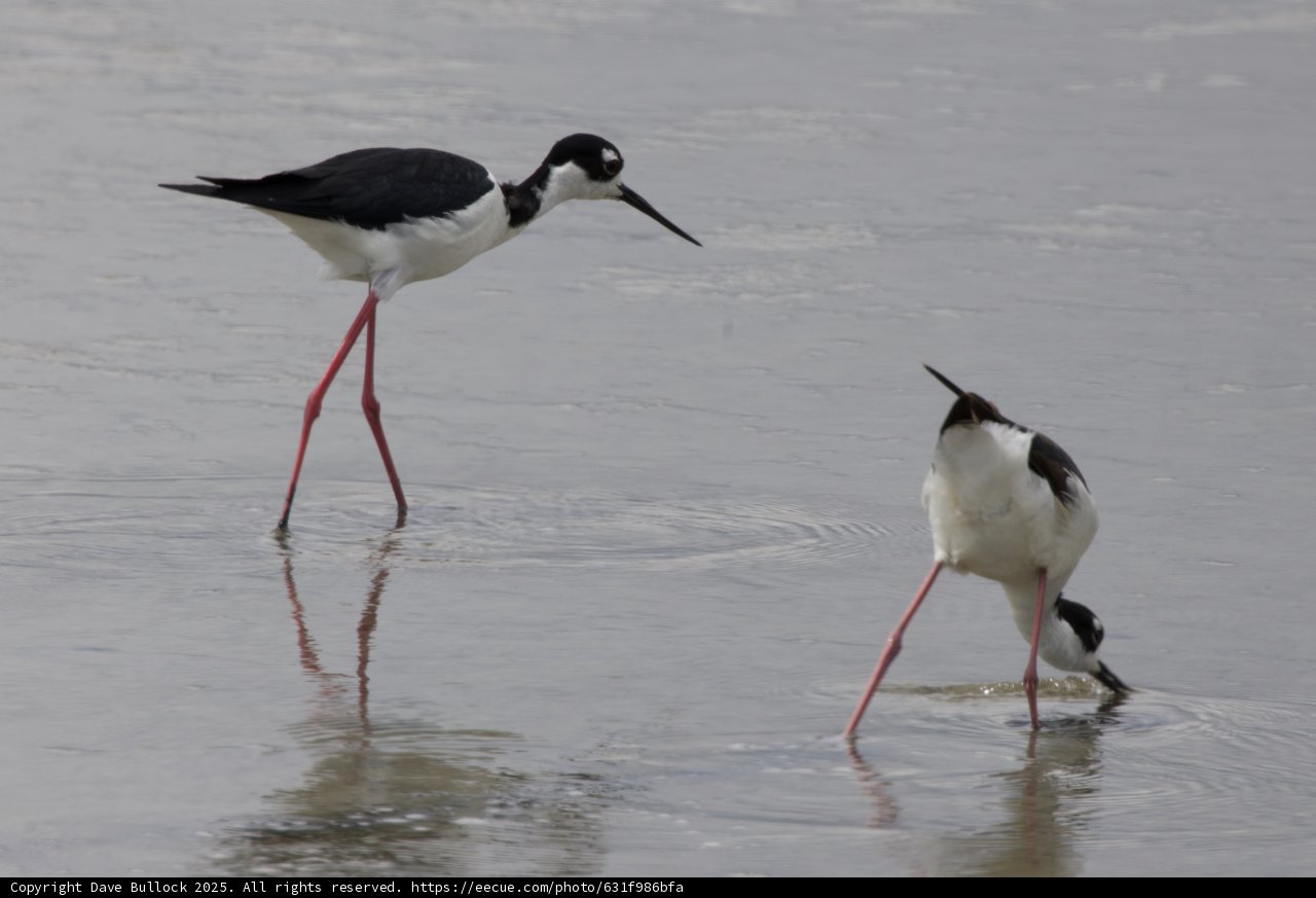 Elegant Dance of the Stilts